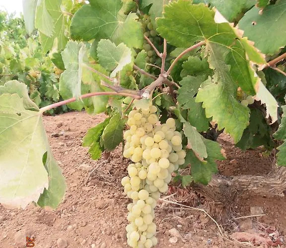 Pyrgis Μώλος Πάρου